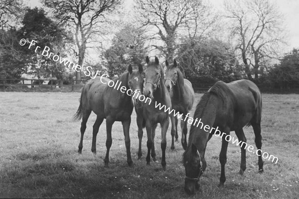 SHESLOON STUD   HORSES WITH ANDY MURRAY THE STUD GROOM